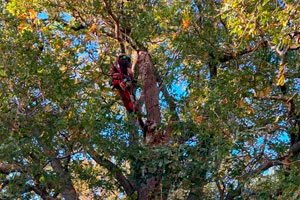 Soins aux arbres